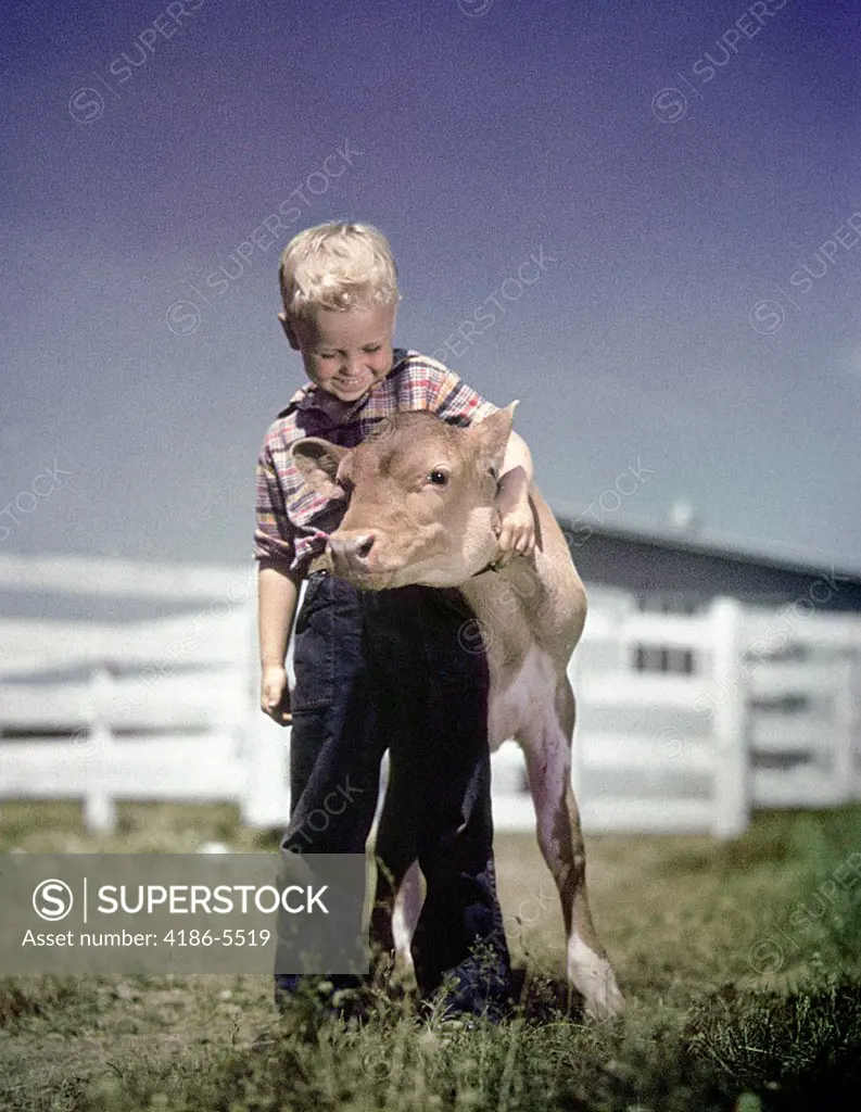 1940S 1950S Little Blond Boy Hugging Pet Calf