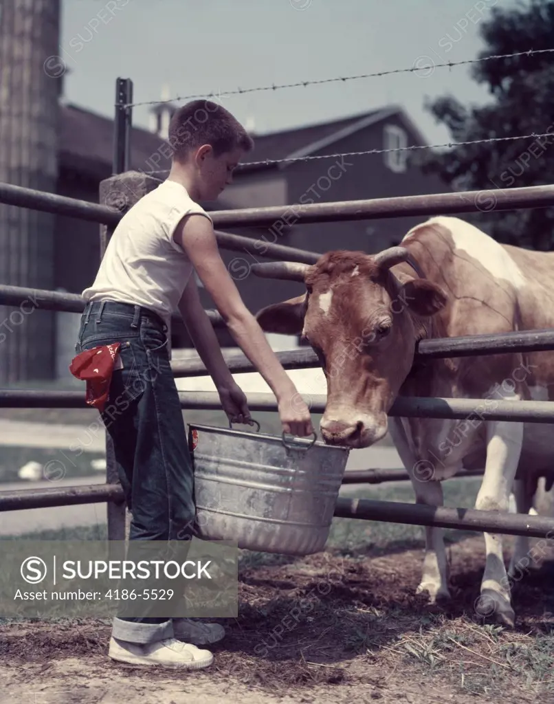 1950S Boy Blue Jeans Red Handkerchief In Back Pocket Feeding Guernsey Bull With A Galvanized Zinc Tub Bucket Dairy Farm