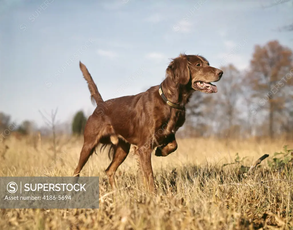 Irish Setter Hunting Dog Pointing In Autumn Field