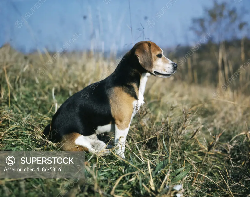 Profile Beagle Pup Sitting In Grass