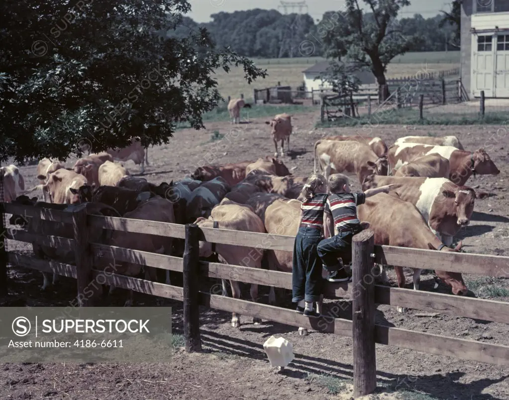1950S Boy Girl Wearing Jeans Striped Tee Shirt Sit On Fence Dairy Farm Look At Guernsey Cows