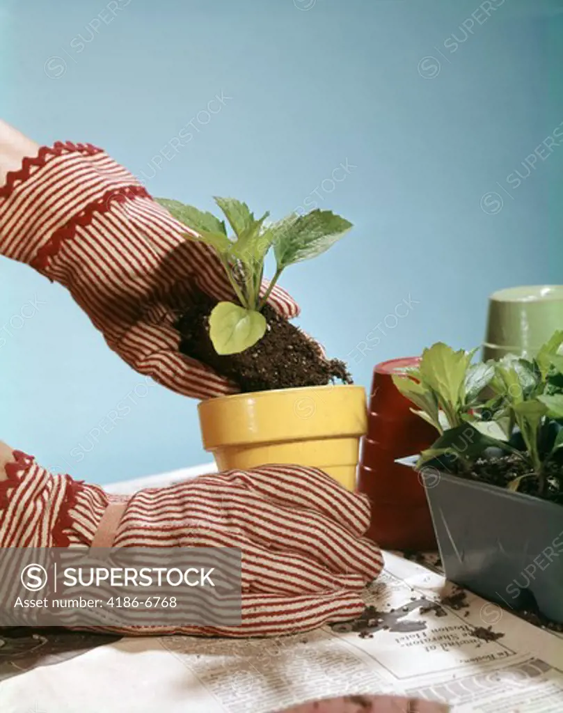 1960S Female Hands Red White Striped Gloves Yellow Pot Seedlings Planting Potting Gardening