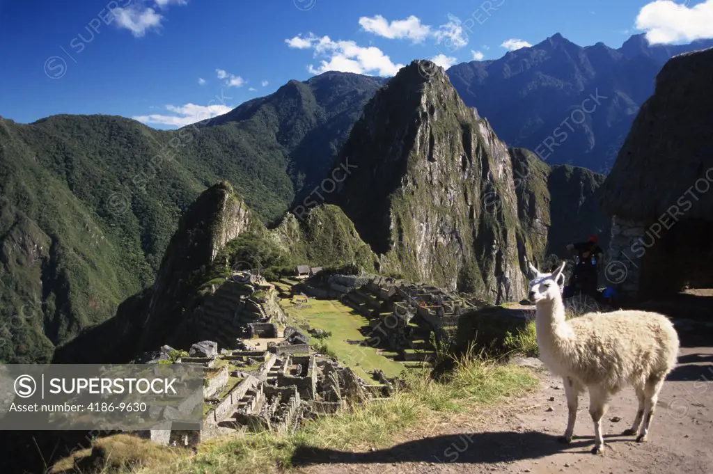 Machu Picchu, Peru Llama On Hill Overlooking Inca Ruins