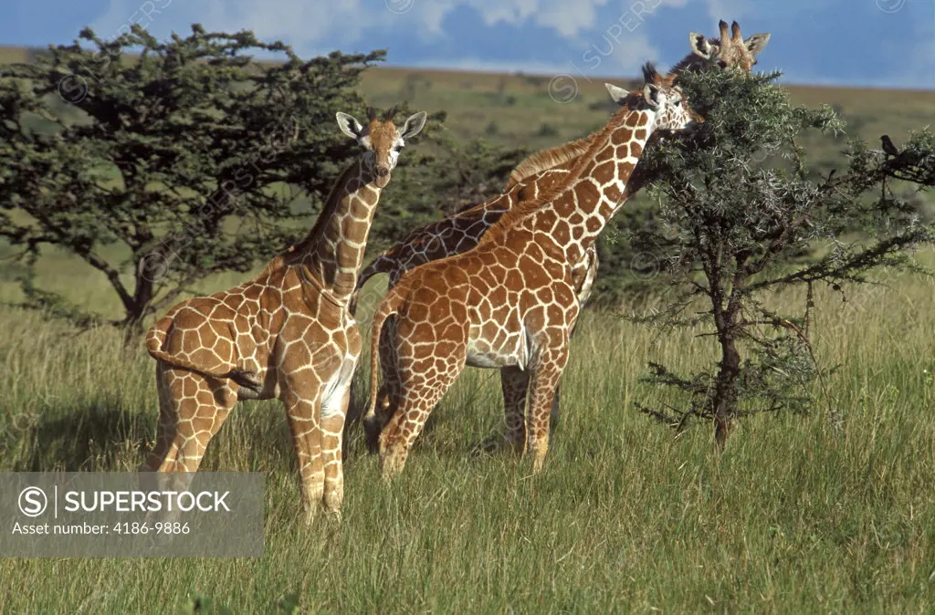 Kenya Africa Lewa Downs Reticulated Giraffes Eating From Tree