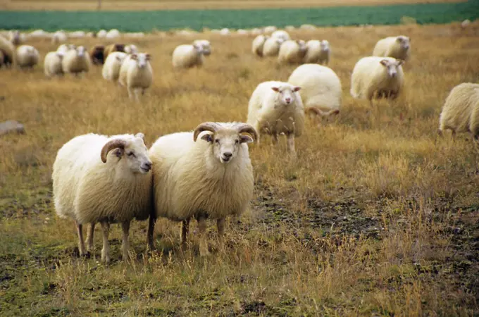 Icelandic Sheep Iceland