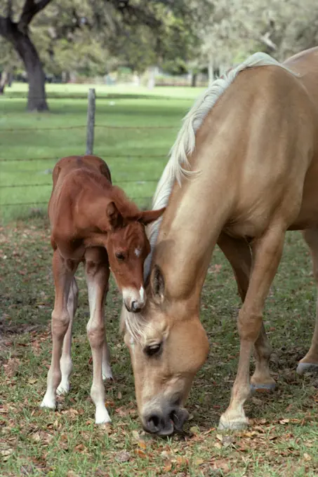 1980s PALOMINO AMERICAN QUARTER HORSE WITH FOAL