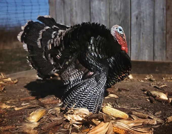 1980S Profile Male Tom Turkey Full Display Of Feathers