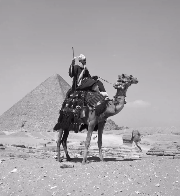 1950S Native Man Arab Riding Camel Near The Great Pyramid At Giza And The Sphinx