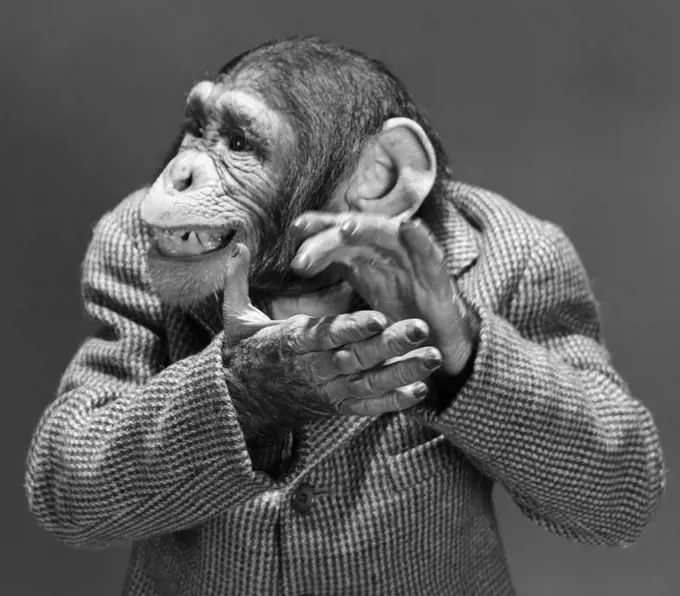 Monkey Chimp Chimpanzee Dressed Business Sport Jacket Clapping Hands Smiling Funny Humanized Character Applause
