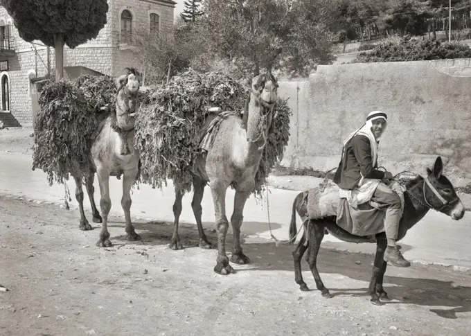 1950s ARAB WORKER ON DONKEY LEADING TWO CAMELS CARRYING LOADS OF HAY STRAW CROPS CAIRO EGYPT