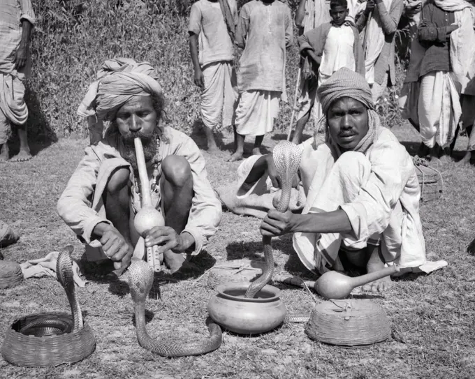 1950s THREE INDIAN COBRAS Naja naja IN HAND BASKET BOWL WITH TWO MEN SNAKE CHARMERS ONE PLAYING A PUNGI LOOKING AT CAMERA INDIA