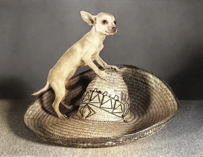 1950s TINY CHIHUAHUA DOG LOOKING AT CAMERA STANDING ON TOP OF A BIG STRAW MEXICAN SOMBRERO HAT