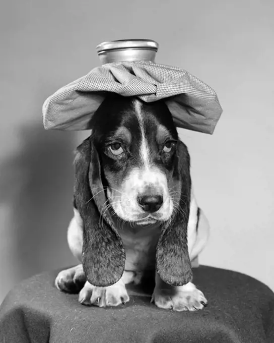Bassett Hound Dog With Ice Pack On Head