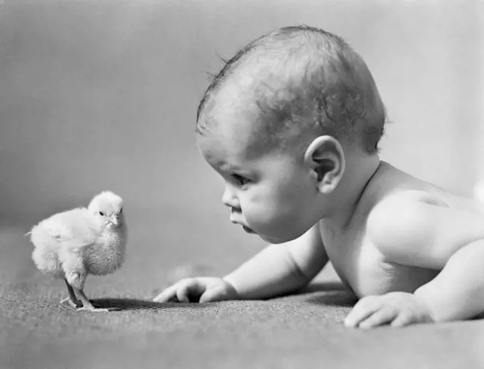 1930s HUMAN BABY FACE TO FACE WITH BABY CHICK
