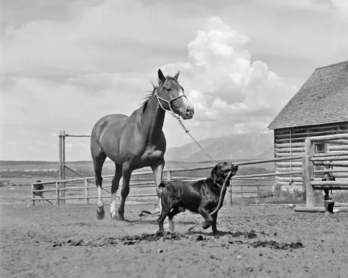 1950s 1960s BLACK DOG LEADING HORSE BY HOLDING ROPE HALTER IN HIS MOUTH
