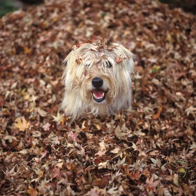 1990s DOG COVERED IN LEAVES UP TO HIS HEAD