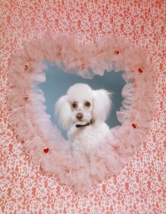 1950s 1960s MINIATURE FRENCH WHITE POODLE IN CENTER OF LACE RUFFLE VALENTINE HEART PET LOVE DOG DOGS