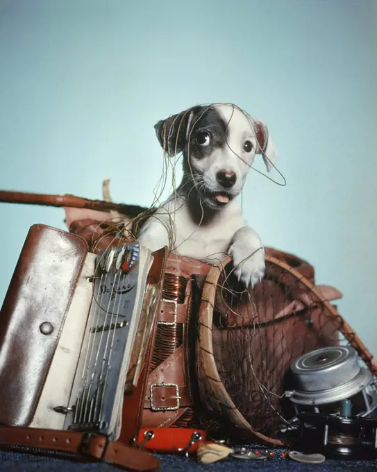 1950s FOX TERRIER PUPPY PEEKING OUT OF TANGLED MESS OF FISHING GEAR
