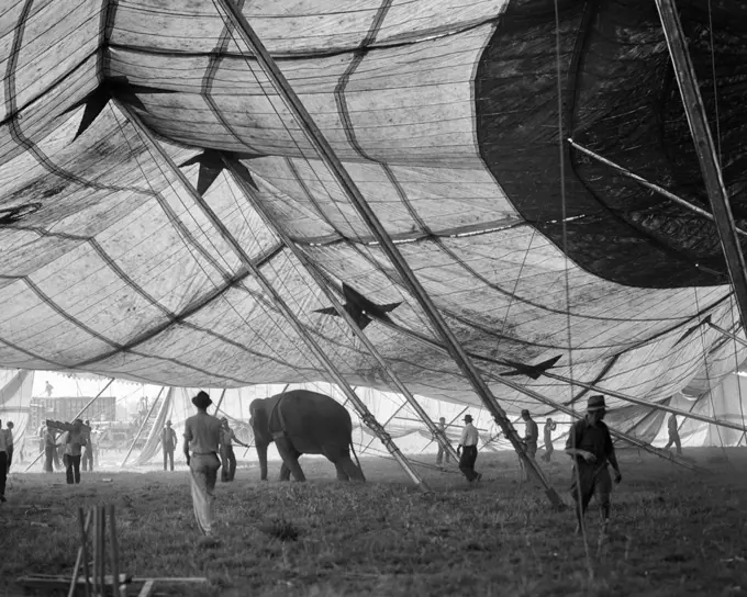 1930s ELEPHANT AND WORKERS ERECTING BIG TOP CIRCUS TENT
