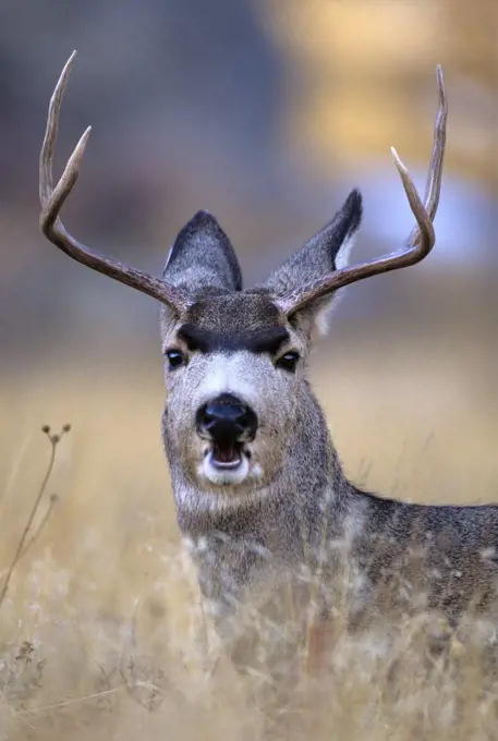 Mule Deer Odocoileus Hemionus Buck Rocky Mountain National Park Looking At Camera