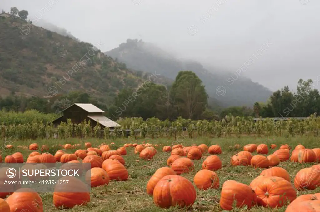 Landscape orientation of a pumpkin patch in October