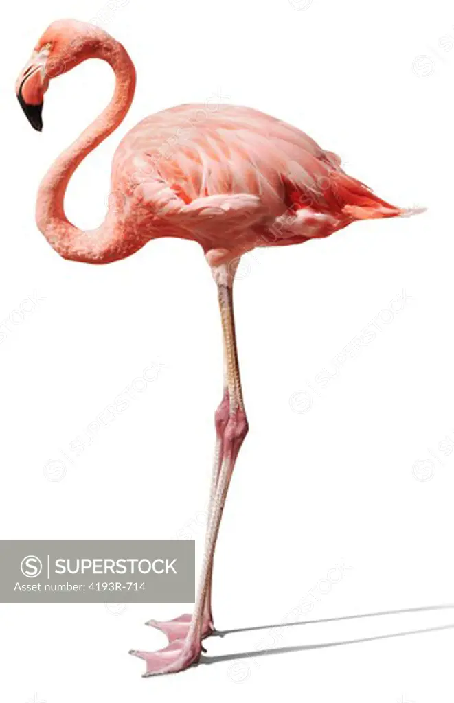 pink flamingo on white