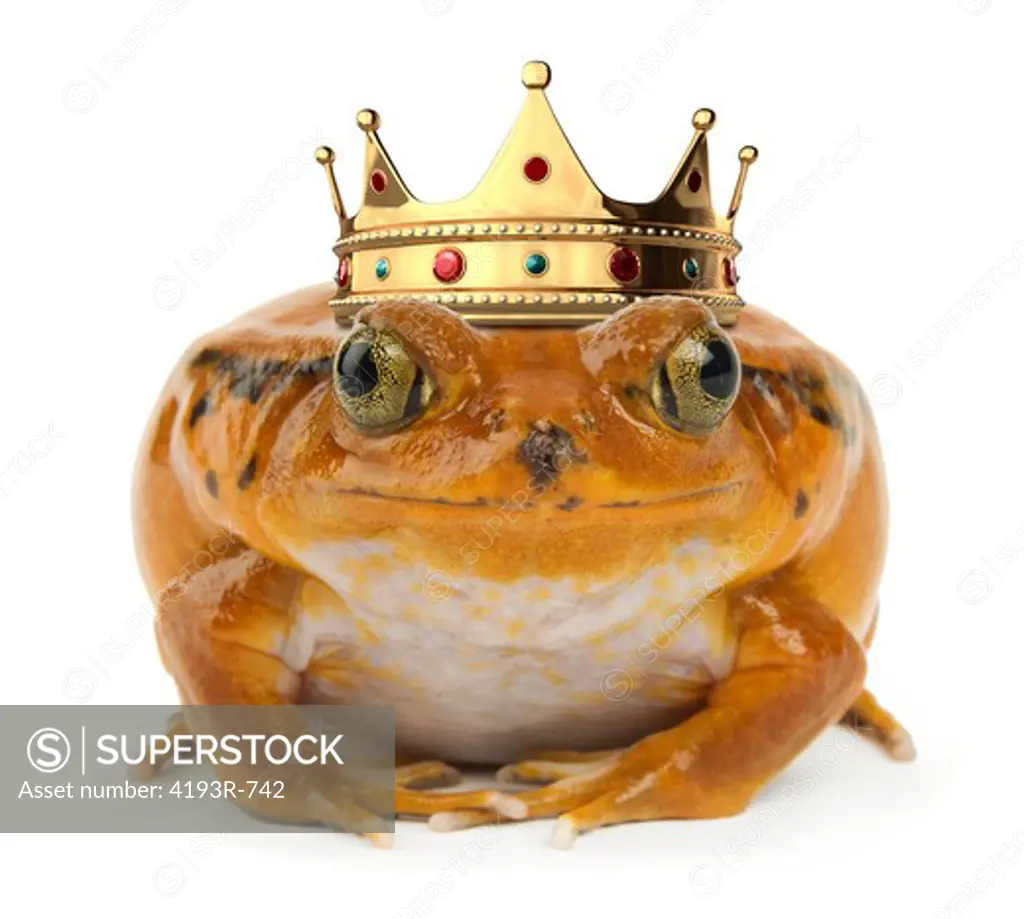 Orange frog facing with a crown the camera on a white background