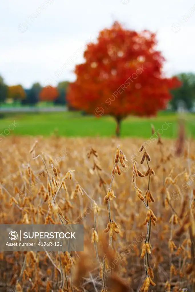 USA, Pennsylvania, Hershey, Close-up of soy beans with red tree in background