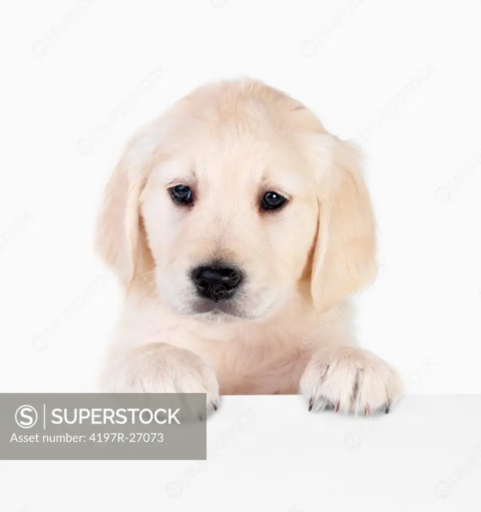 Portrait of a adorable labrador puppy, standing over a white sign for your text. Isolated on white