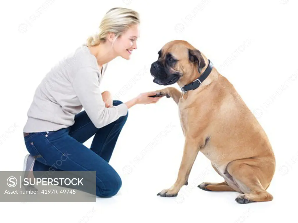 Cute young woman smiling as she shakes paws with her bull mastiff - isolated on white