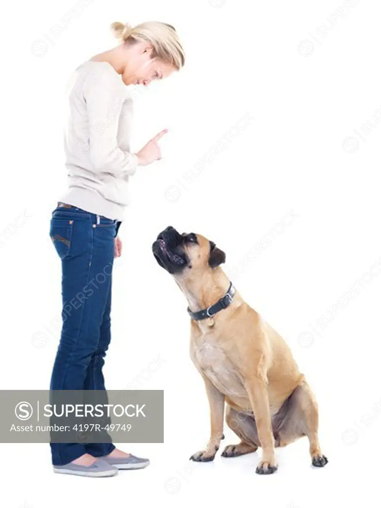 Pretty young woman standing while teaching her bull mastiff to stay - isolated on white