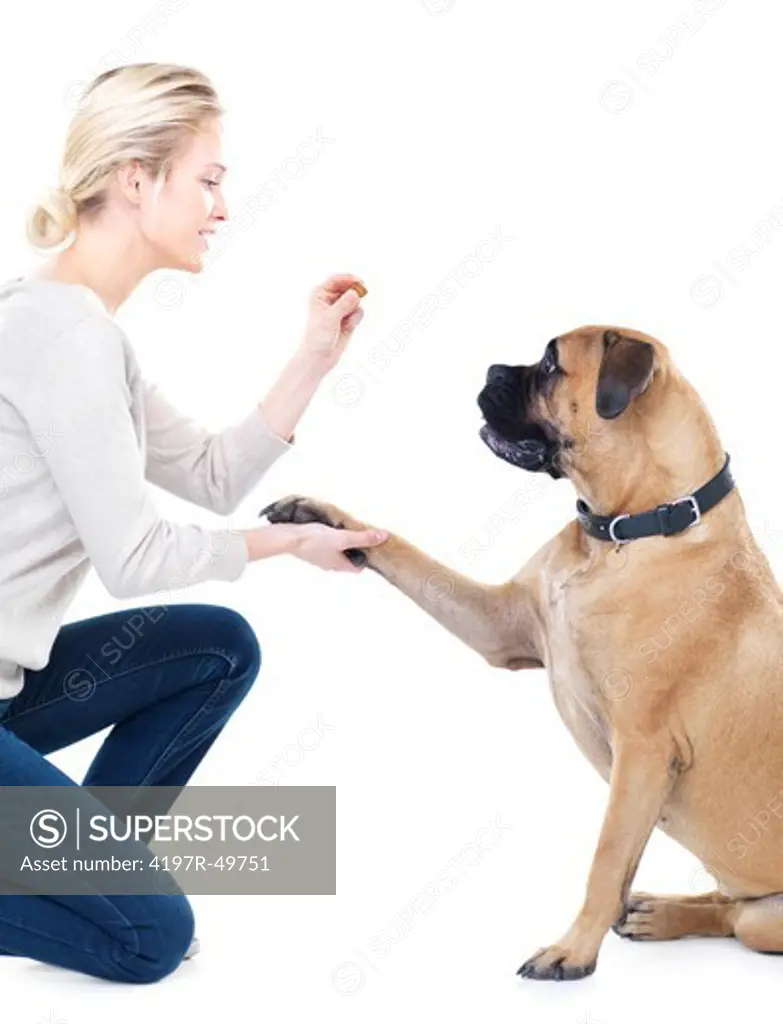 Pretty young woman teaching her bull mastiff to give her his paw in exchange for a treat - isolated on white