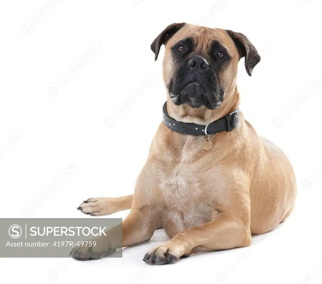 Healthy bull mastiff with wrinkled brows lying isolated on white - portrait