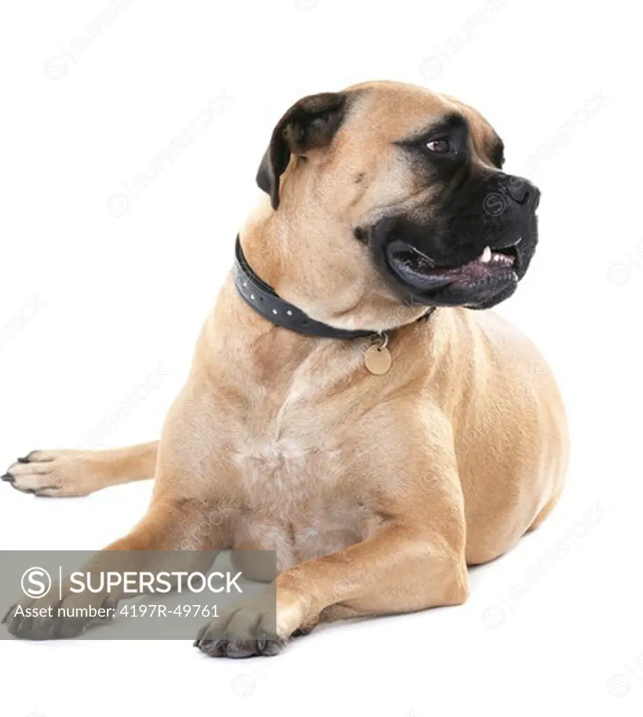 Healthy bull mastiff lying isolated on white and looking away