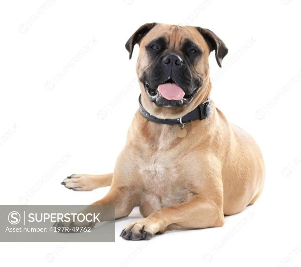Healthy bull mastiff lying isolated on white with his tongue out - portrait