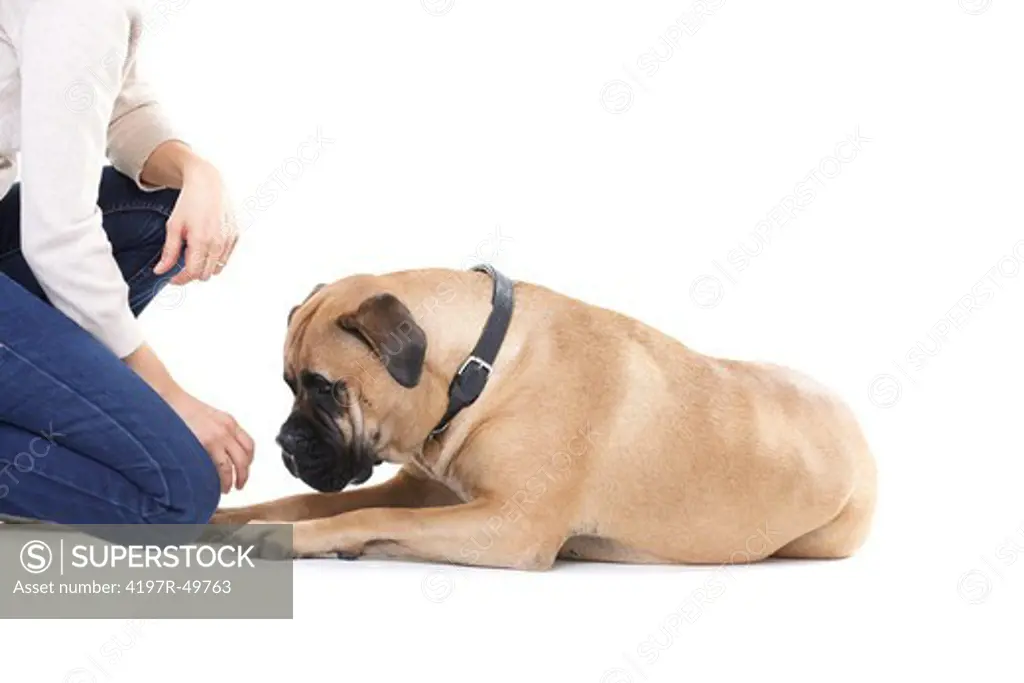 Bull mastiff lying down looking at his owner's hand in hopes of a treat while isolated on white