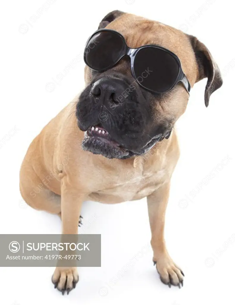 Portrait of a bull mastiff wearing sunglasses while isolated on white and looking away