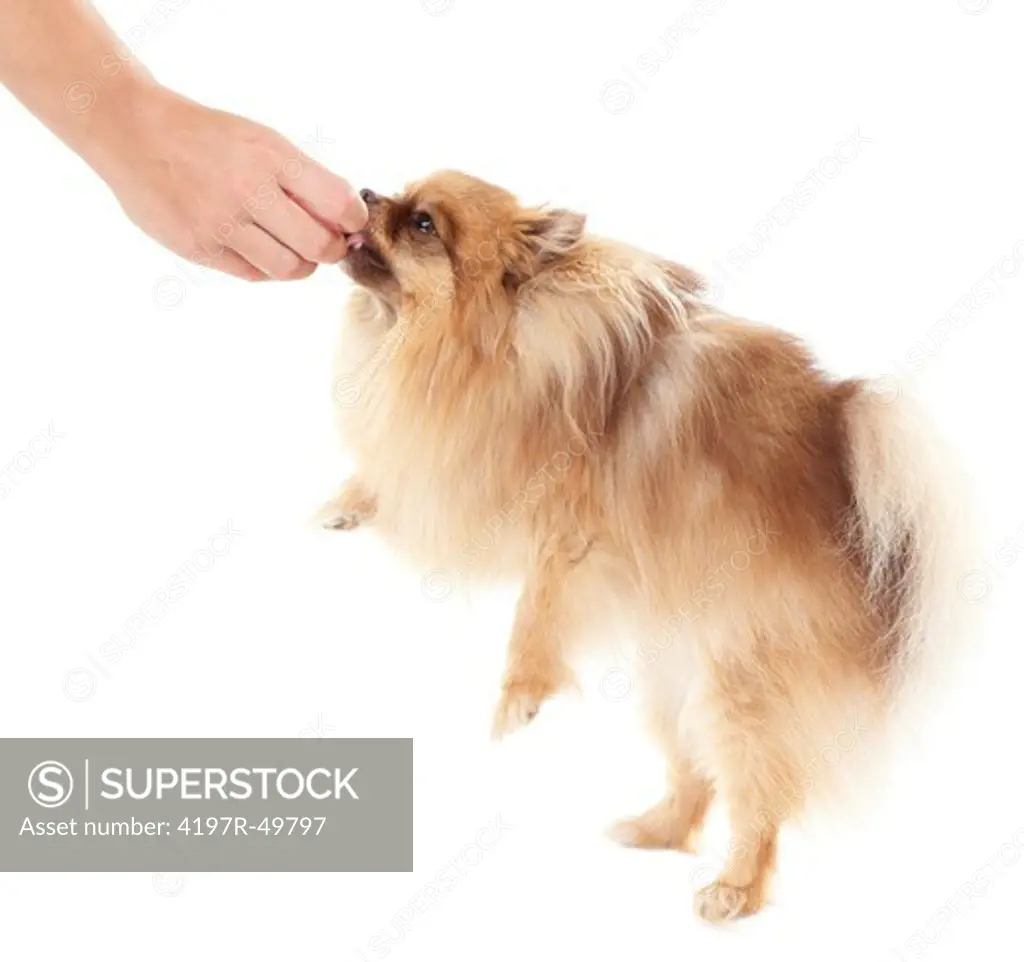 Trainer giving a treat to a pomeranian dog - copyspace