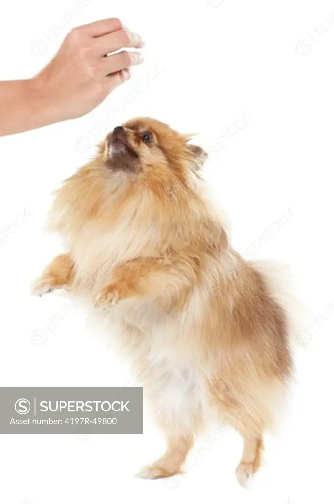 Adorable pomeranian standing on its hind legs to get a treat