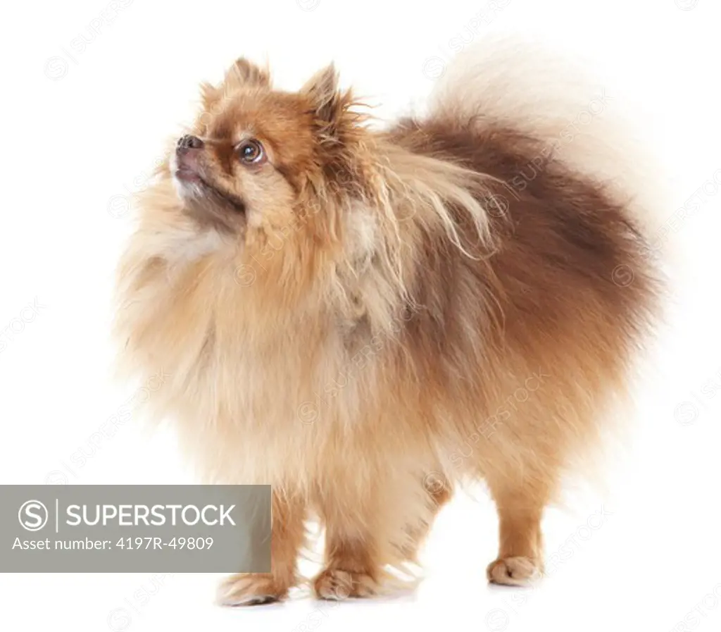 Full-length view of a healthy pomeranian looking out of the frame - copyspace