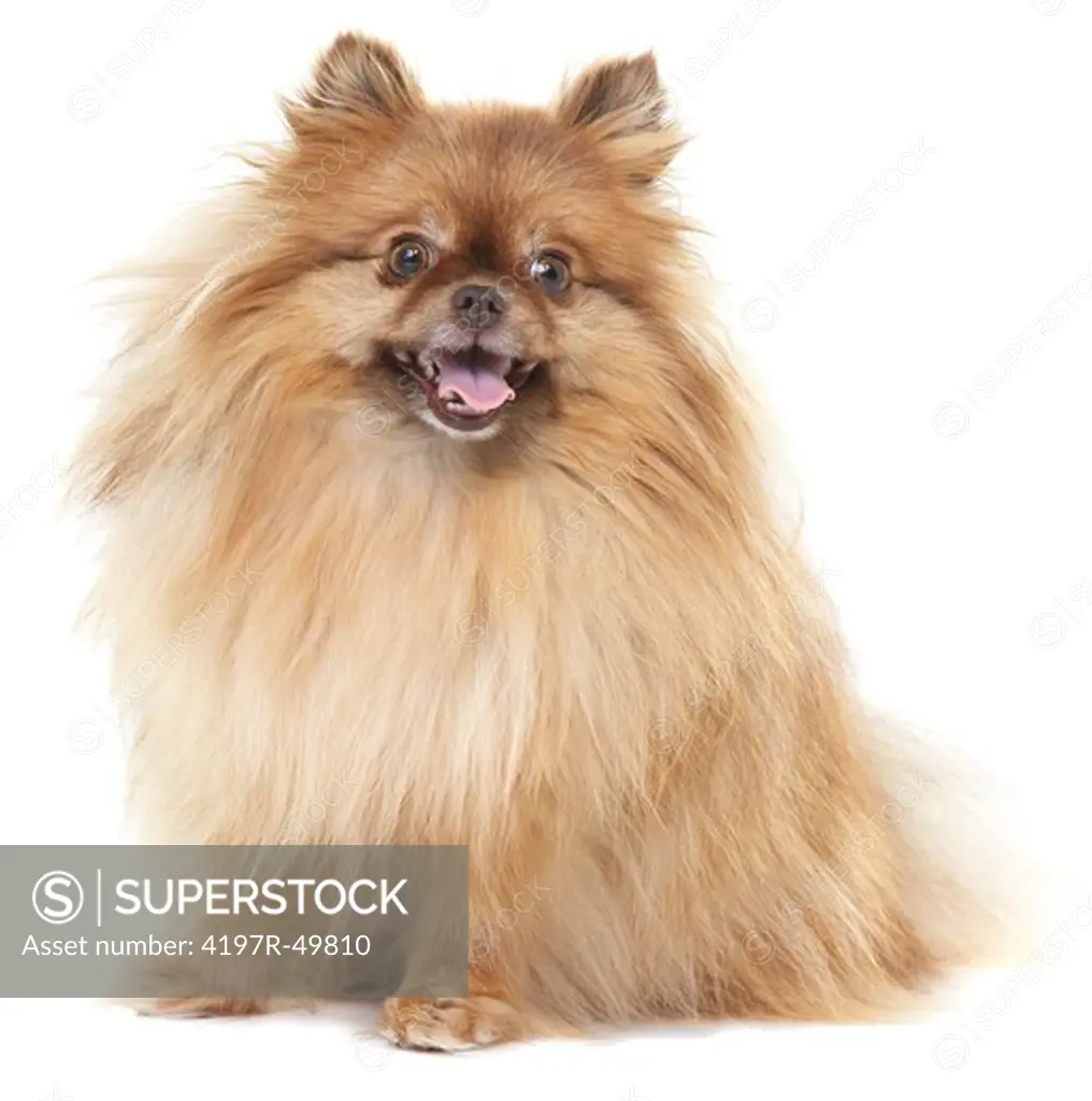 Well-groomed pomeranian sitting down and looking at the camera - isolated