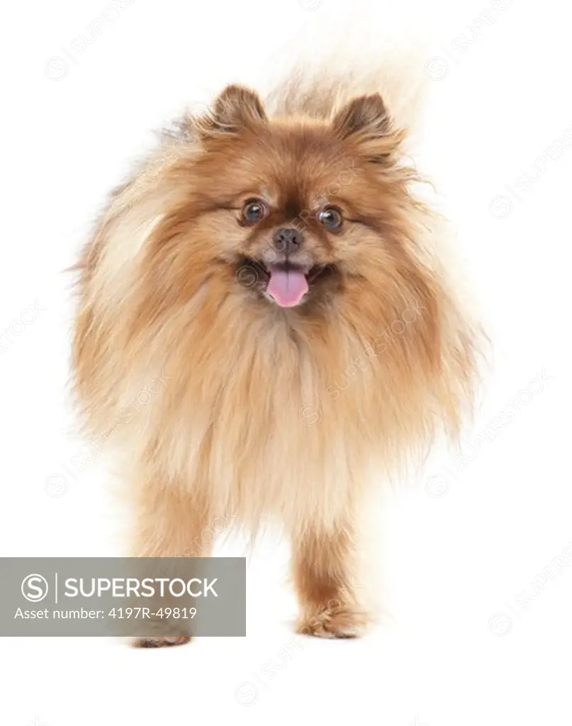 Frontal view of a cute pomeranian wagging its tail