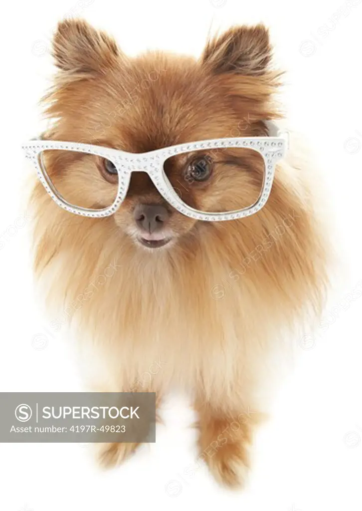 Cute little pomeranian wearing funky white-rimmed glasses with diamante detail