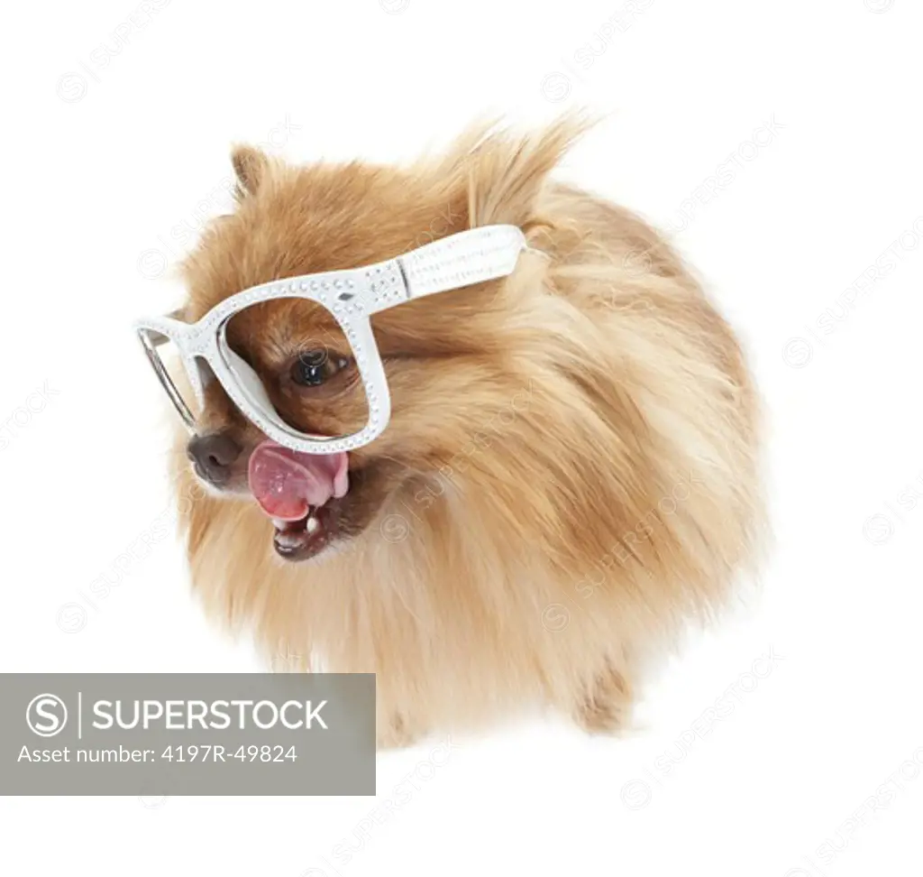 Cute pomeranian wearing comical white-rimmed glasses looking out of the frame with its tongue extended