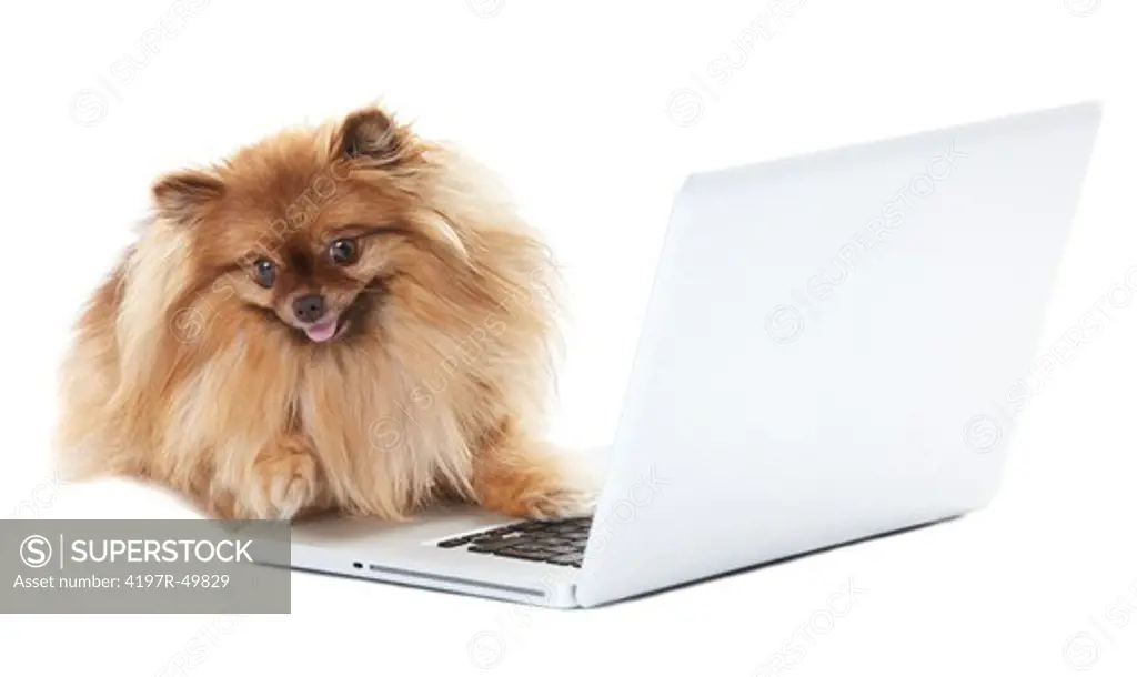 Pomeranian dog lying in front of a white laptop