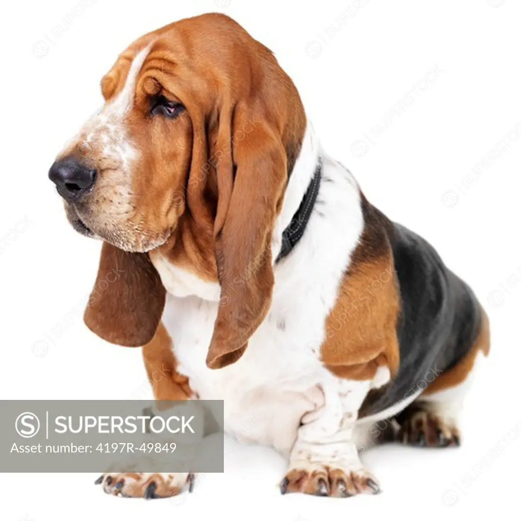 Healthy basset hound sitting isolated on white and looking away
