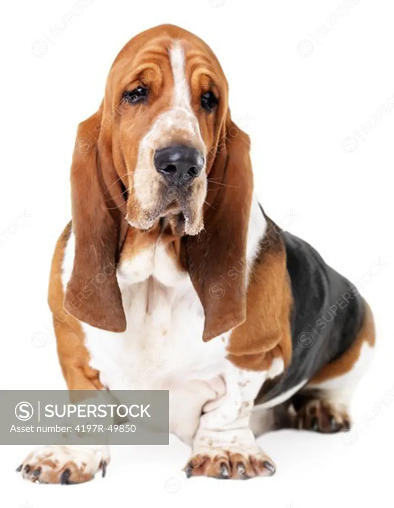 A healthy basset hound sitting isolated on white - portrait
