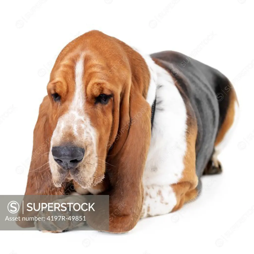 Sleepy basset hound lying isolated on white