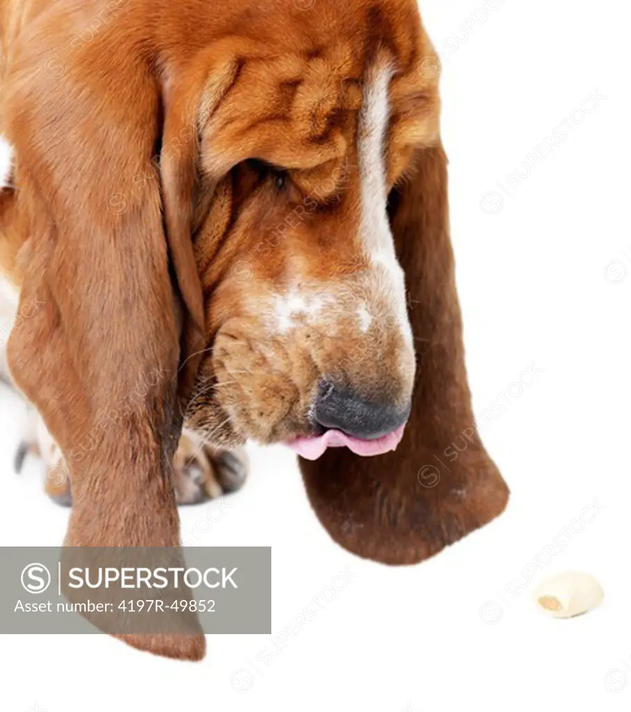 Basset hound looking down at a treat and licking his lips while isolated on white