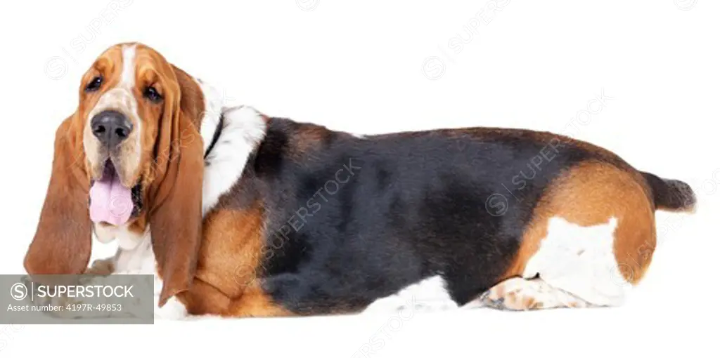 Relaxed basset hound lying isolated on white - portrait